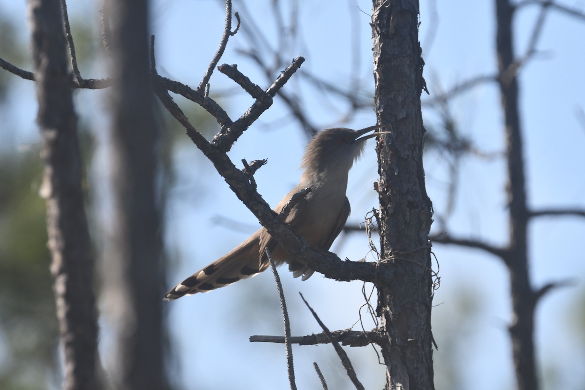 Great Lizard-Cuckoo - ML553184711