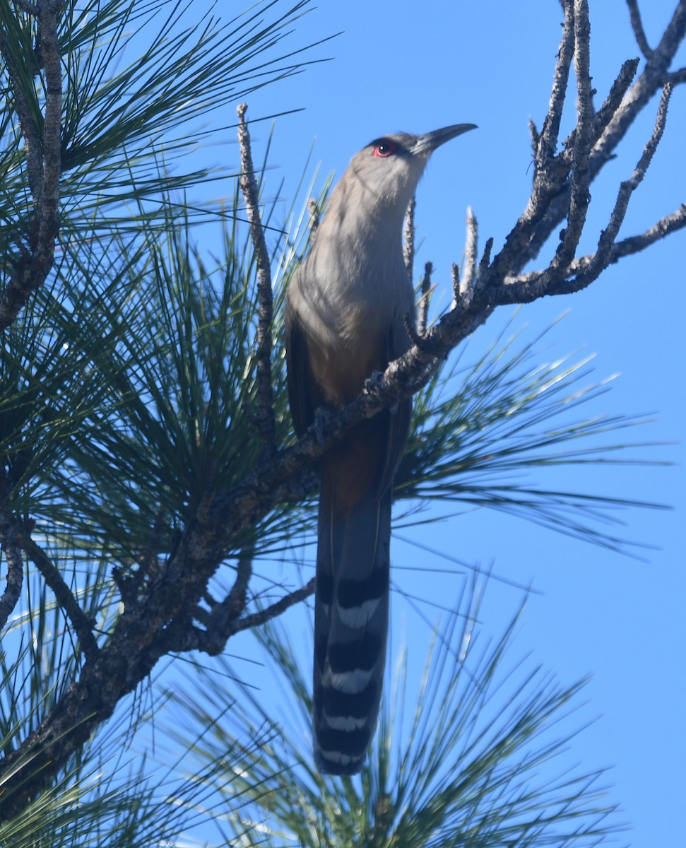 Great Lizard-Cuckoo - ML553184871