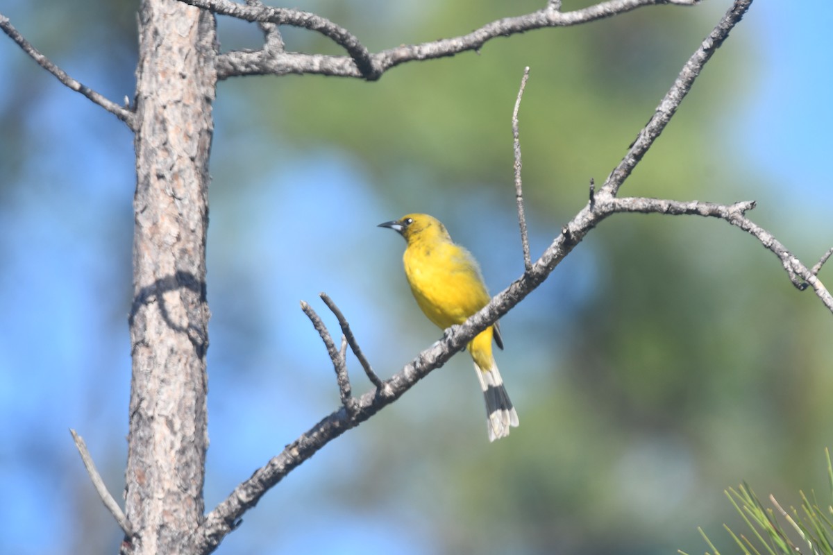 Bahama Oriole - Brian Johnson