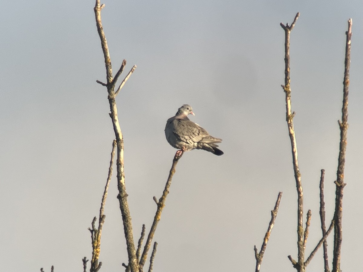 Хүнхэл тагтаа - ML553185731