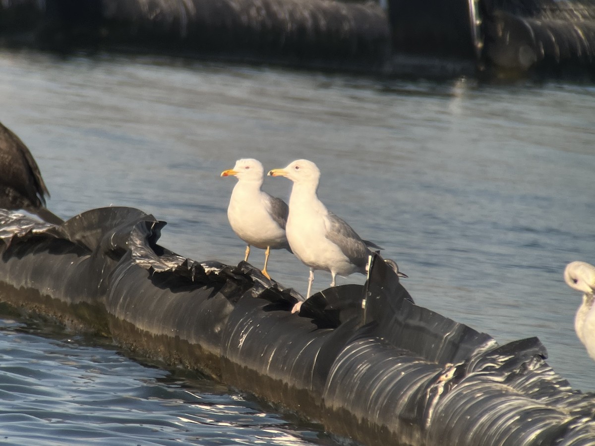 Caspian Gull - ML553185891