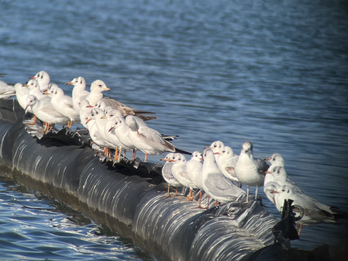 Хүрэн толгойт цахлай - ML553185971