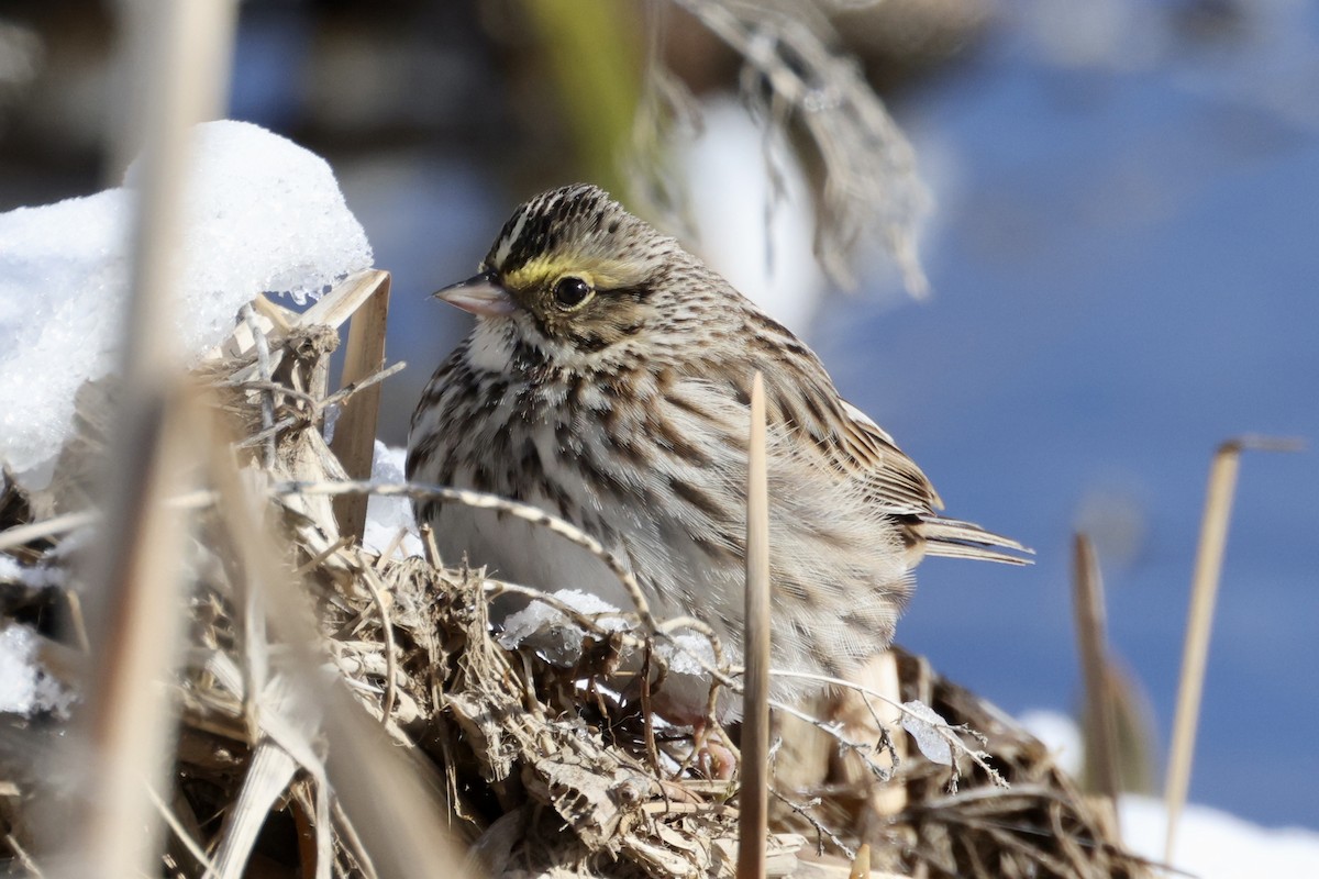 Savannah Sparrow - ML553186551