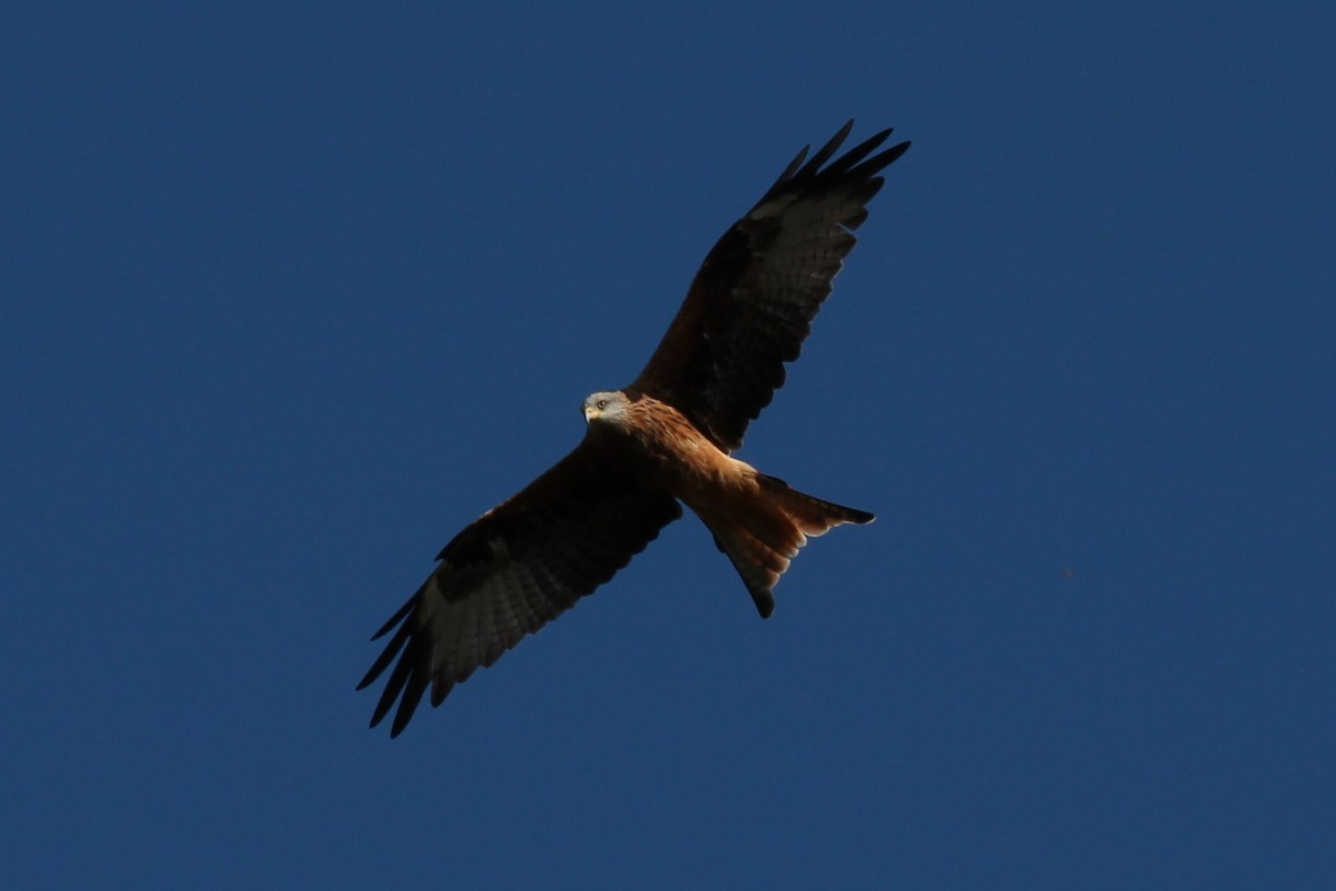 Red Kite - ML553186591