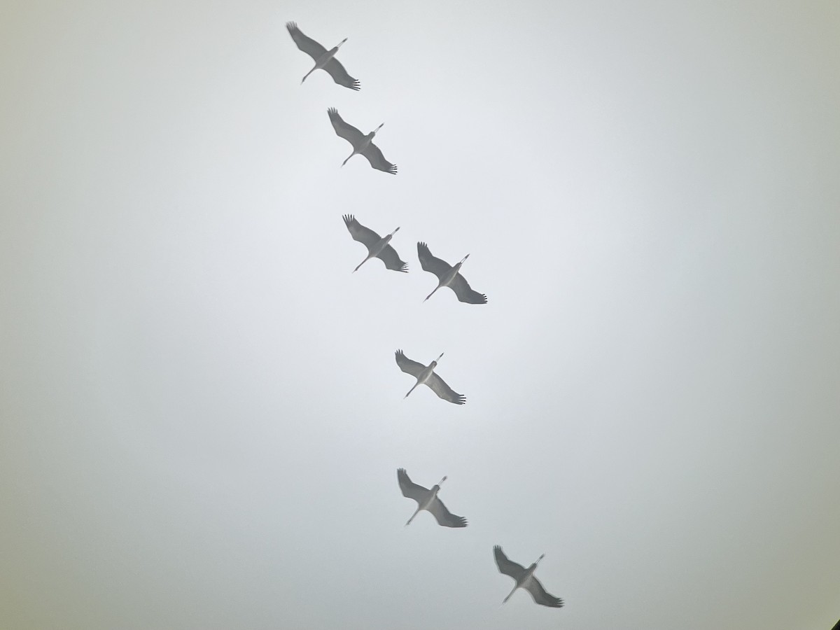 Хархираа тогоруу - ML553186611