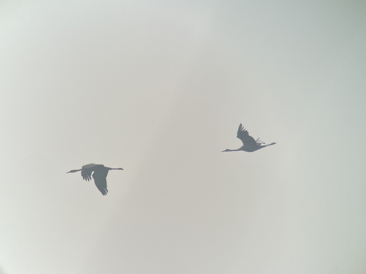 Хархираа тогоруу - ML553186711