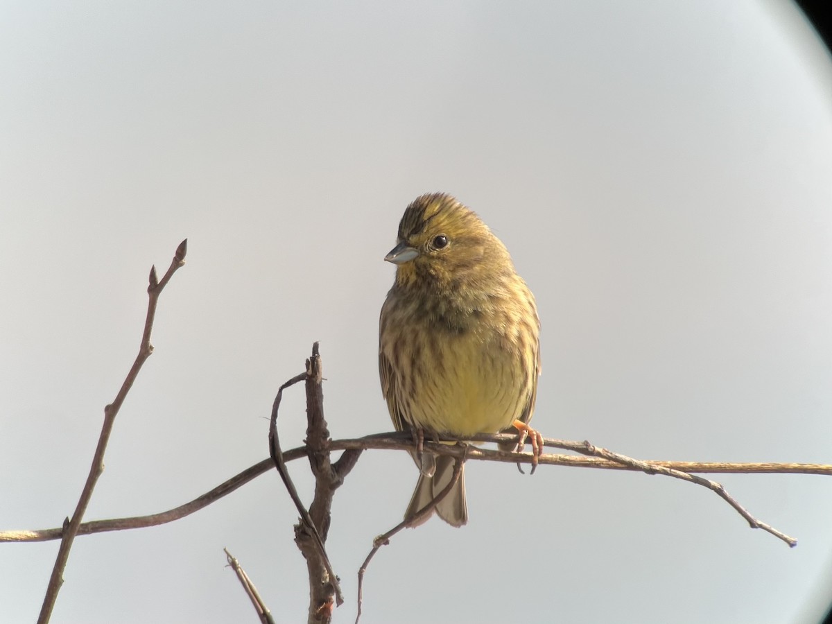 Алтан хөмрөг - ML553186791