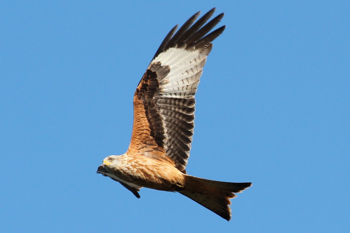 Red Kite - ML553187231