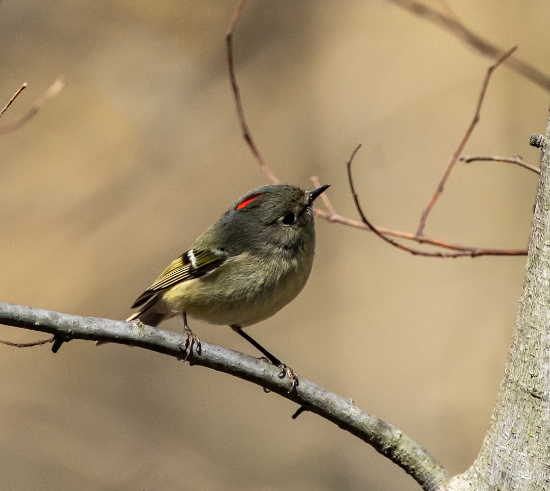 Ruby-crowned Kinglet - Daniel PICARD