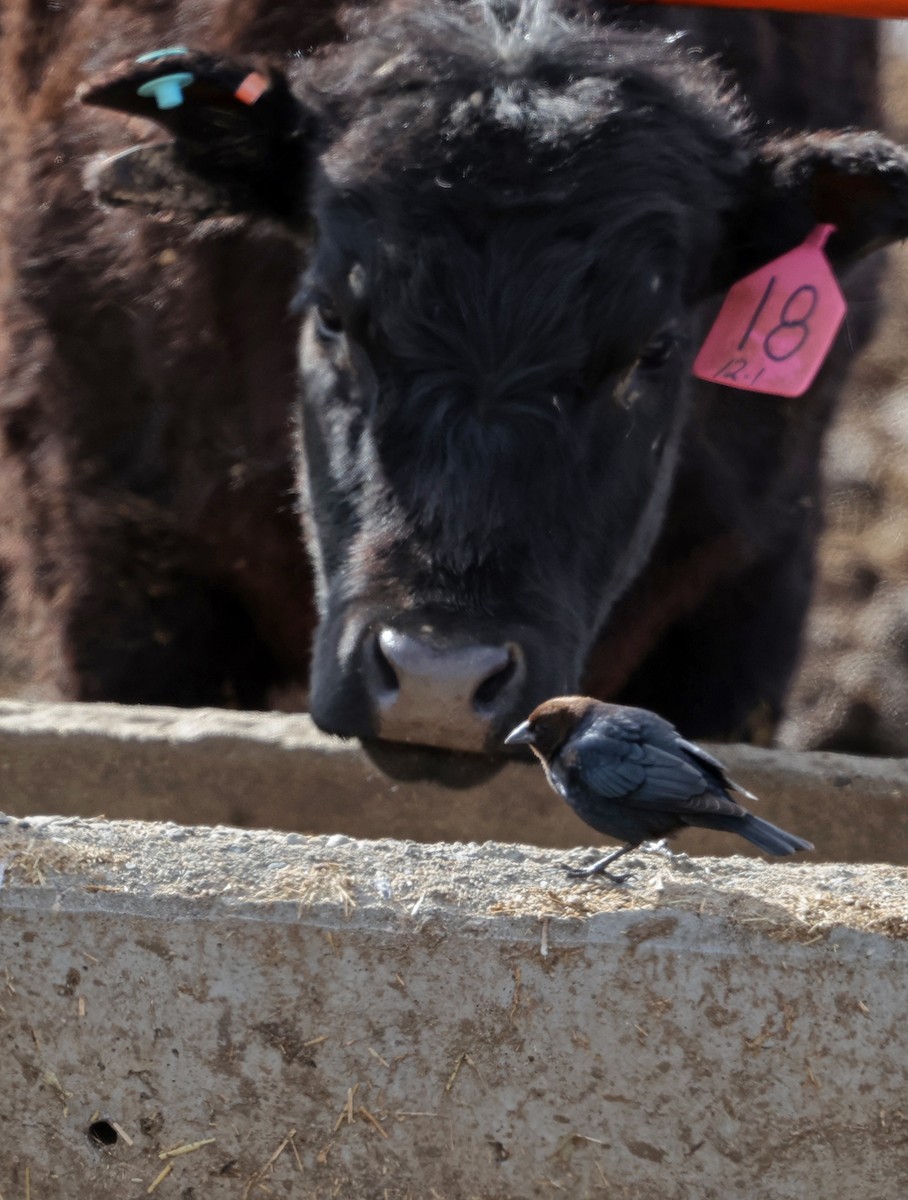 Brown-headed Cowbird - ML553189251