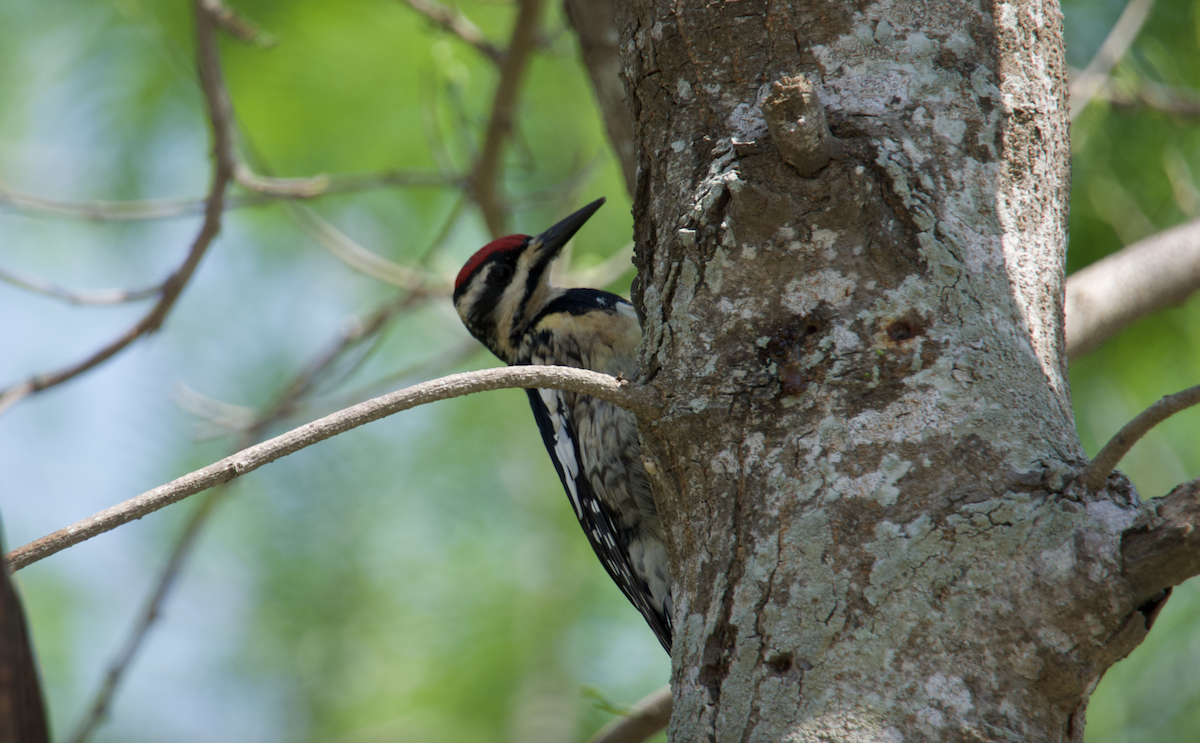 Yellow-bellied Sapsucker - ML553189341