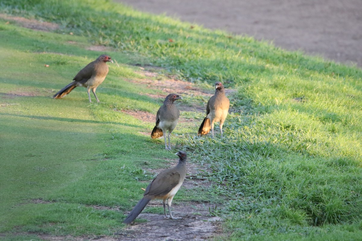 Chachalaca Pechigrís - ML553189611