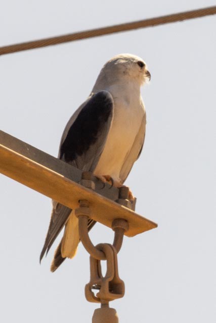 Black-winged Kite - Michael Cook