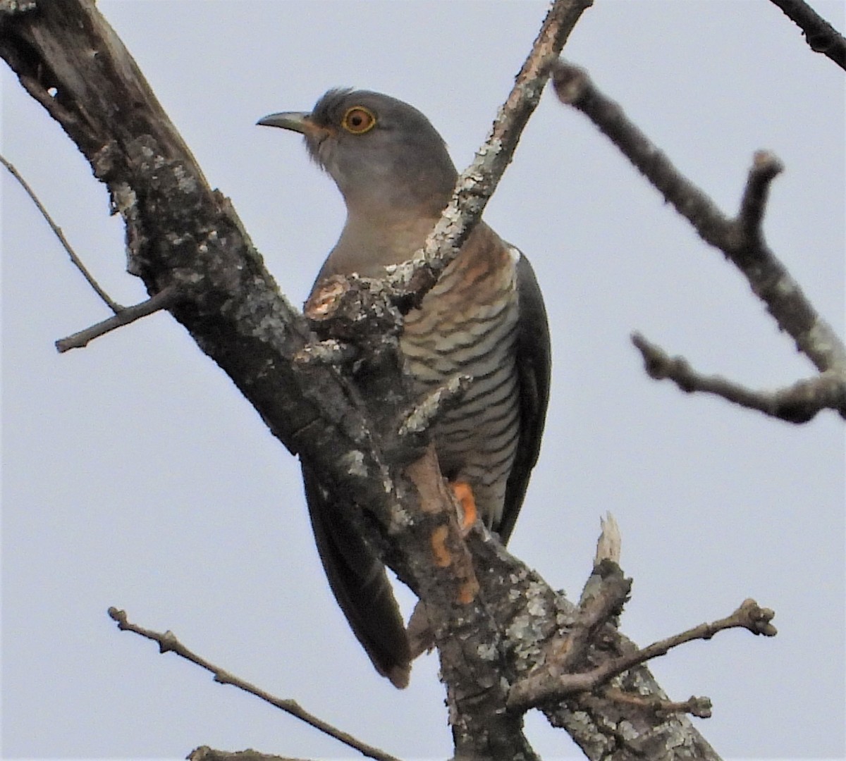 Common Cuckoo - ML553193111