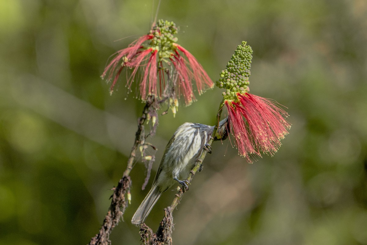 Streak-breasted Honeyeater - Jafet Potenzo Lopes