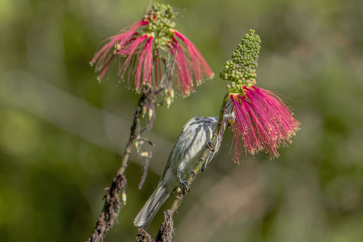 Streak-breasted Honeyeater - Jafet Potenzo Lopes