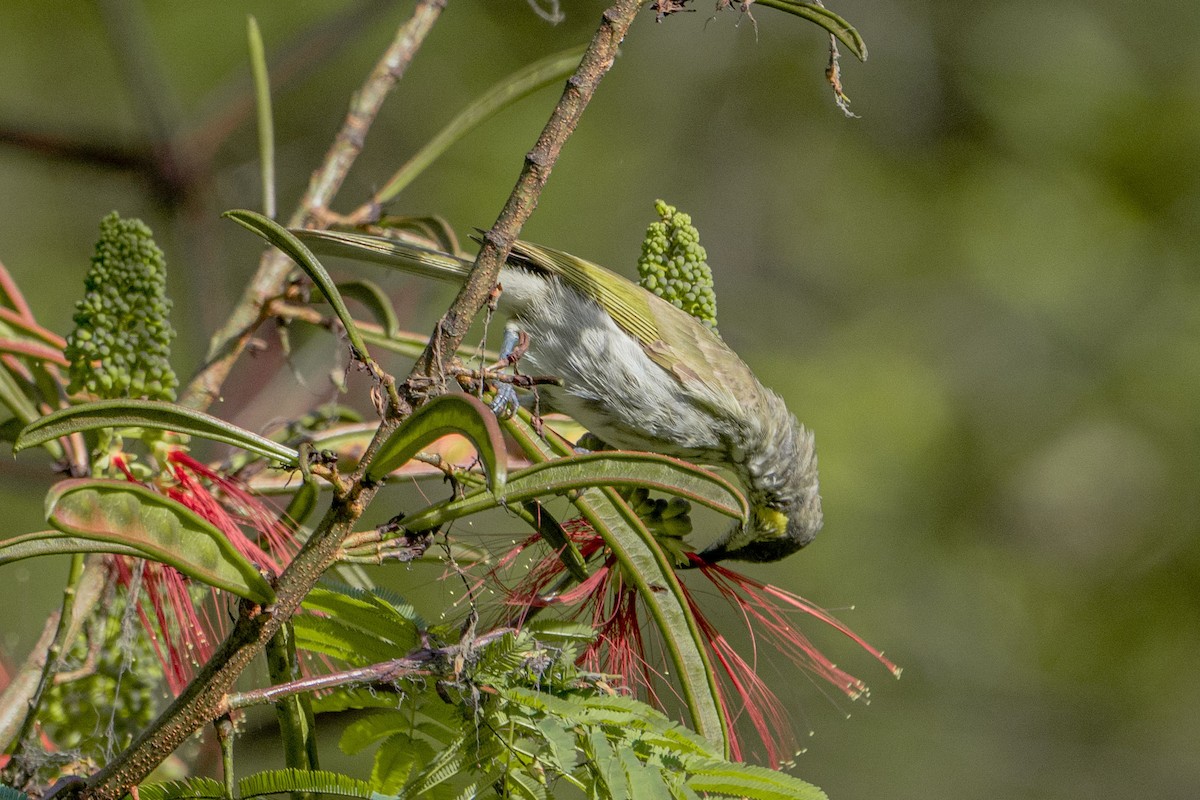 Streak-breasted Honeyeater - Jafet Potenzo Lopes