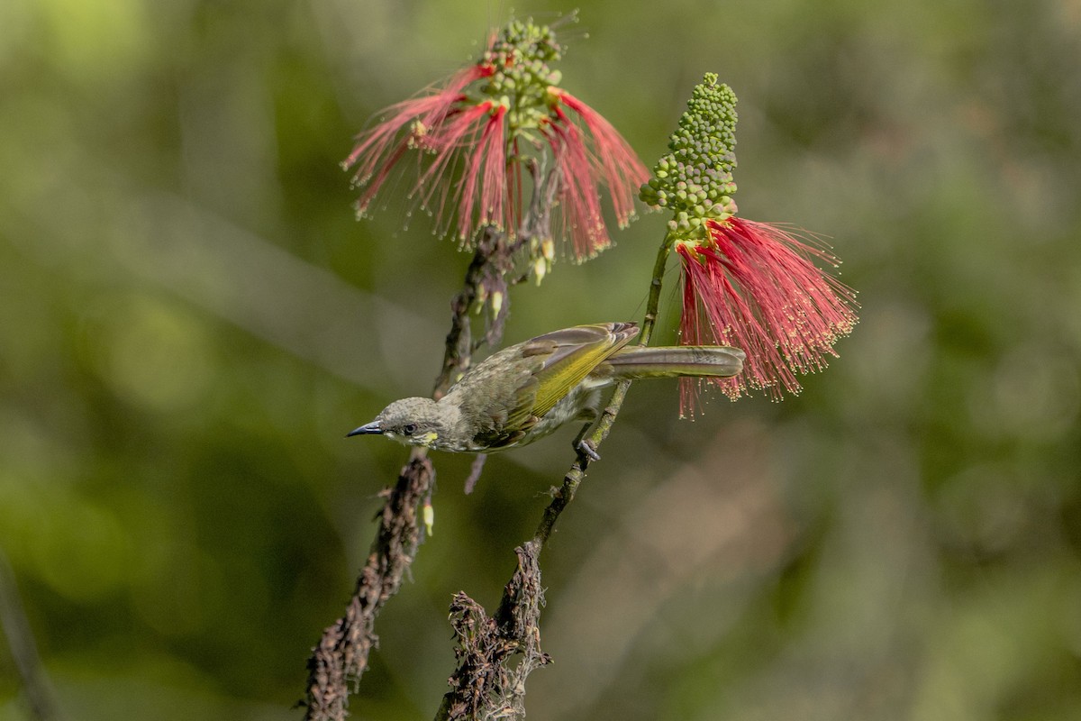 Streak-breasted Honeyeater - Jafet Potenzo Lopes