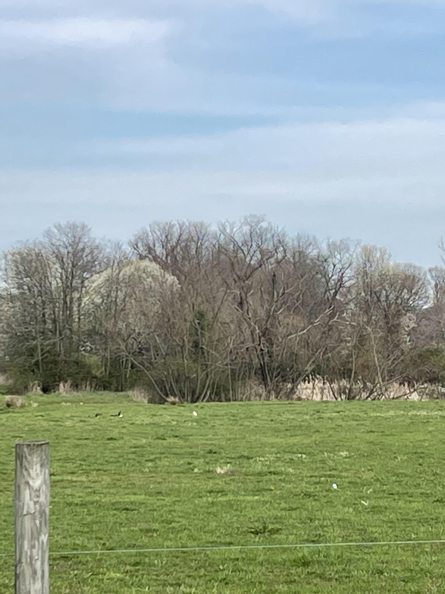Western Cattle-Egret - ML553193941
