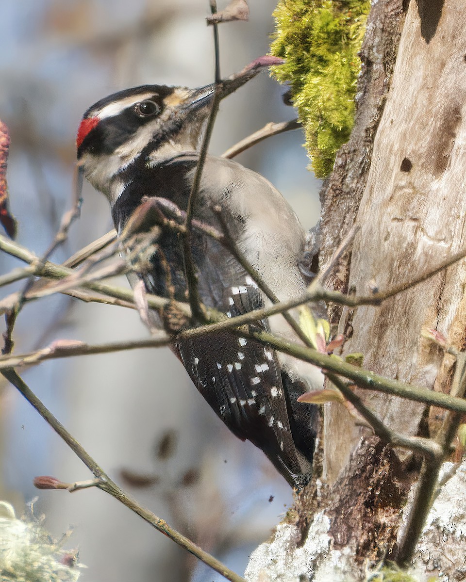 Hairy Woodpecker - ML553195901