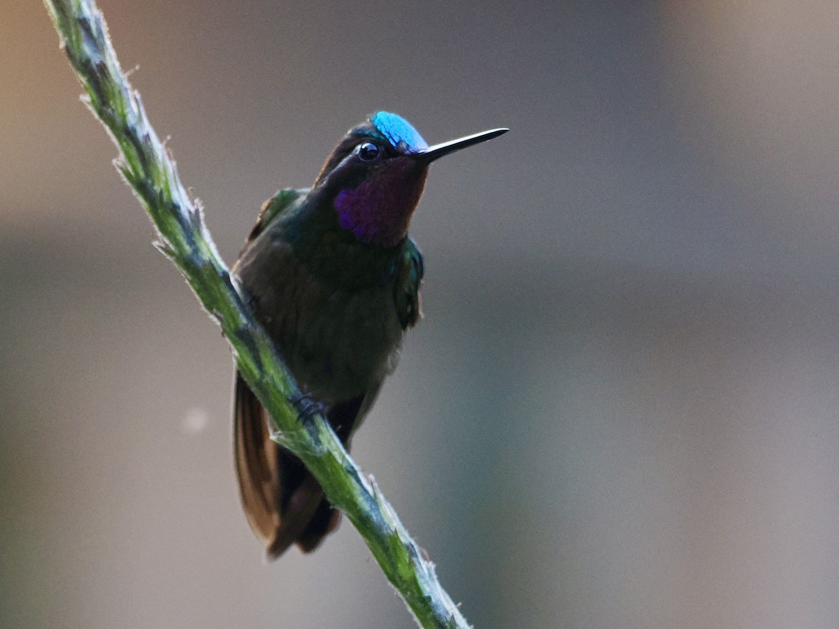 kolibřík fialovohrdlý - ML553196311