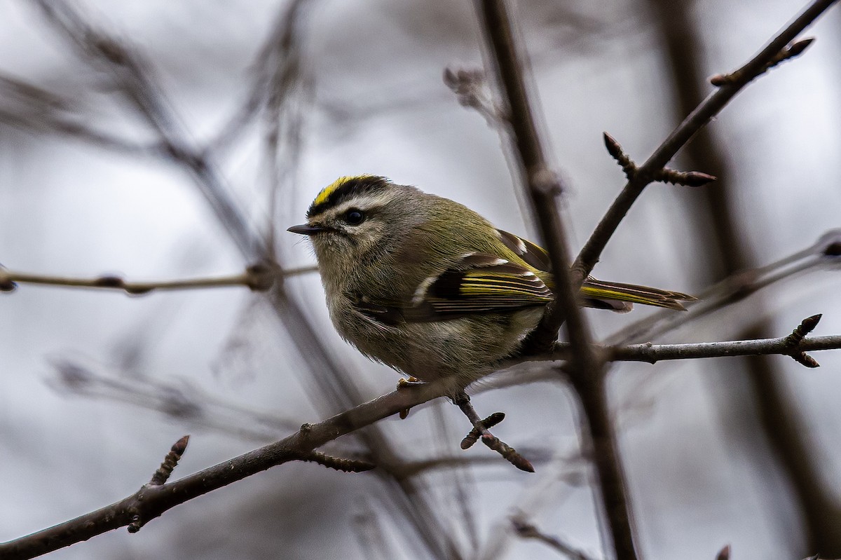 Golden-crowned Kinglet - ML553197121