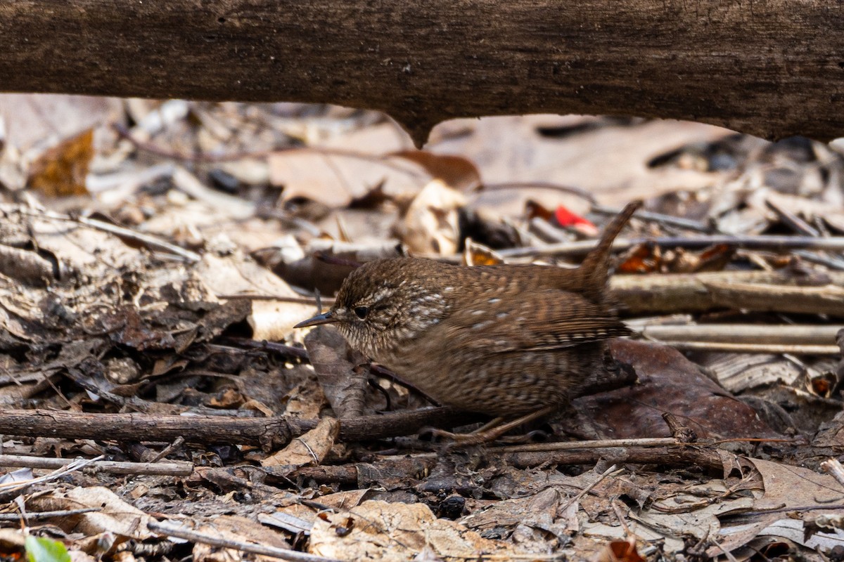 Winter Wren - ML553197161