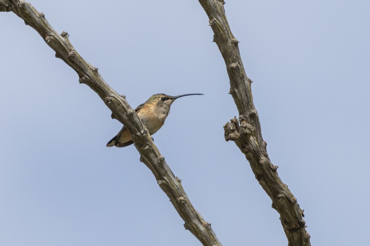 Lucifer Hummingbird - ML553198361