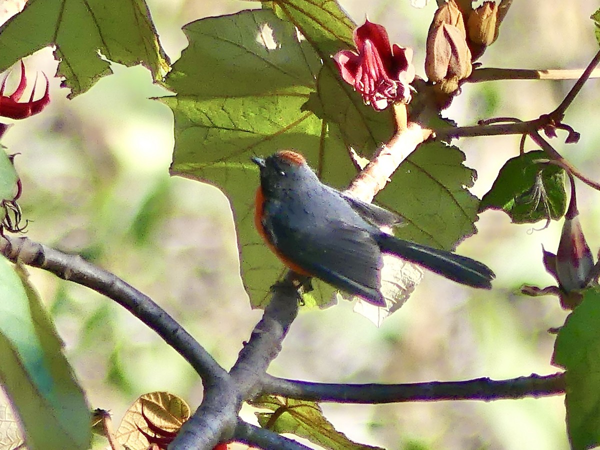 Paruline ardoisée - ML553198831