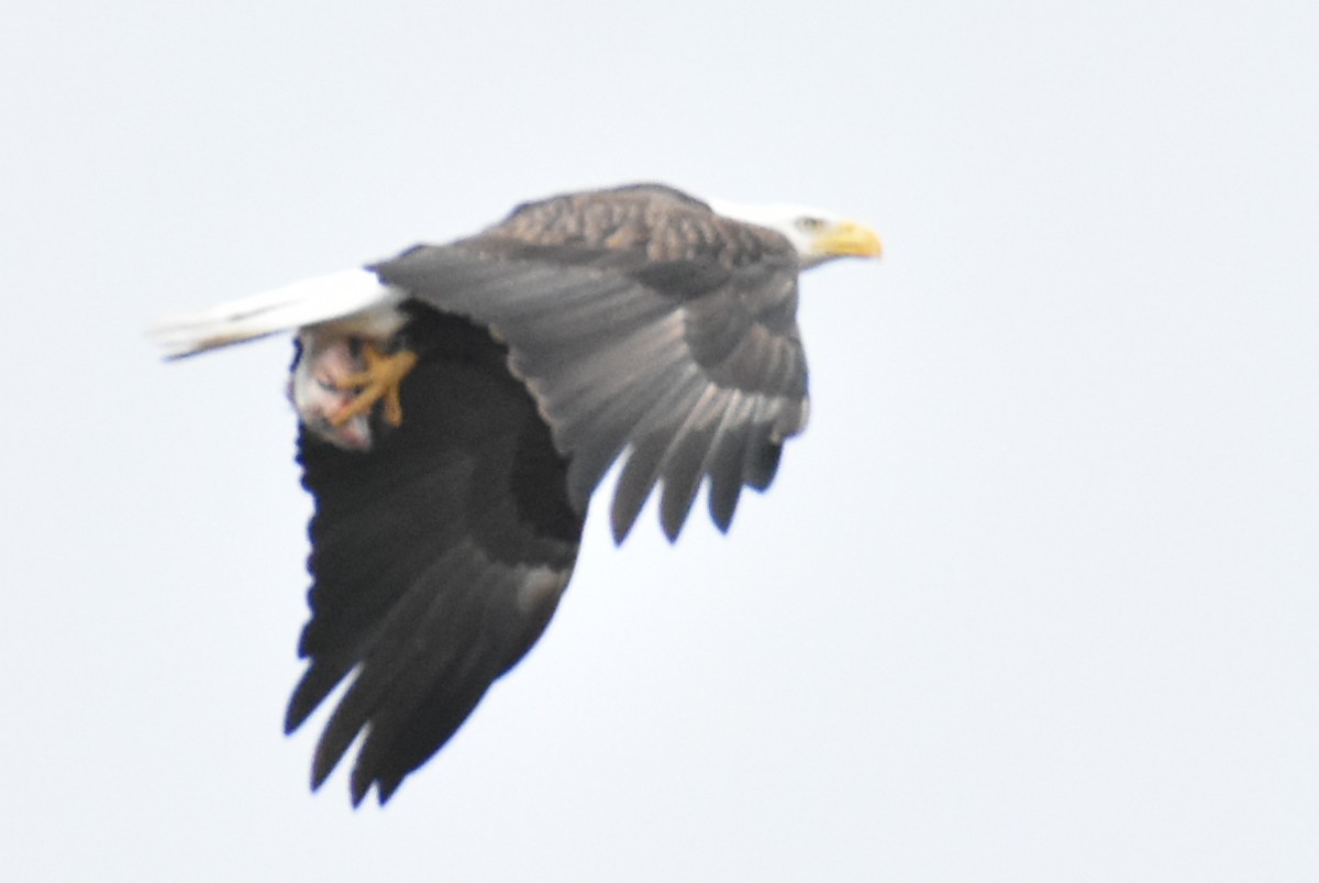 Weißkopf-Seeadler - ML553198901