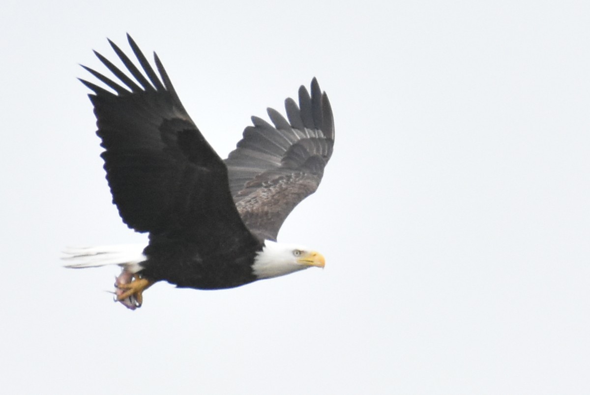 Weißkopf-Seeadler - ML553199641