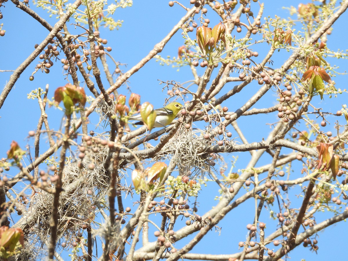 Yellow-throated Vireo - ML553199751