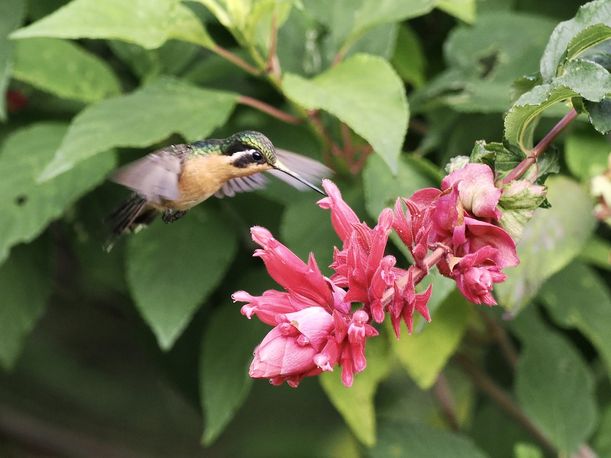 kolibřík fialovohrdlý - ML553199991
