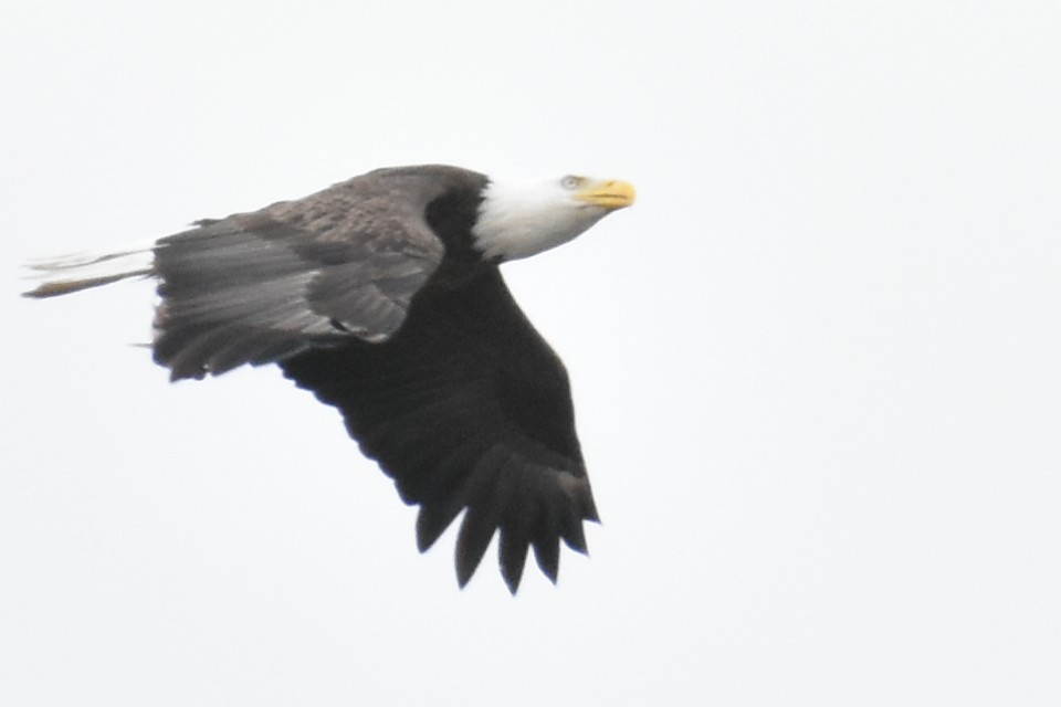 Weißkopf-Seeadler - ML553200001