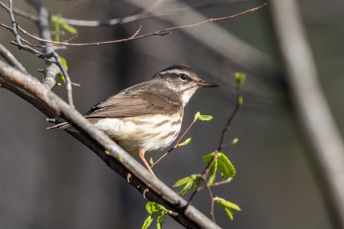 Louisiana Waterthrush - ML553200611