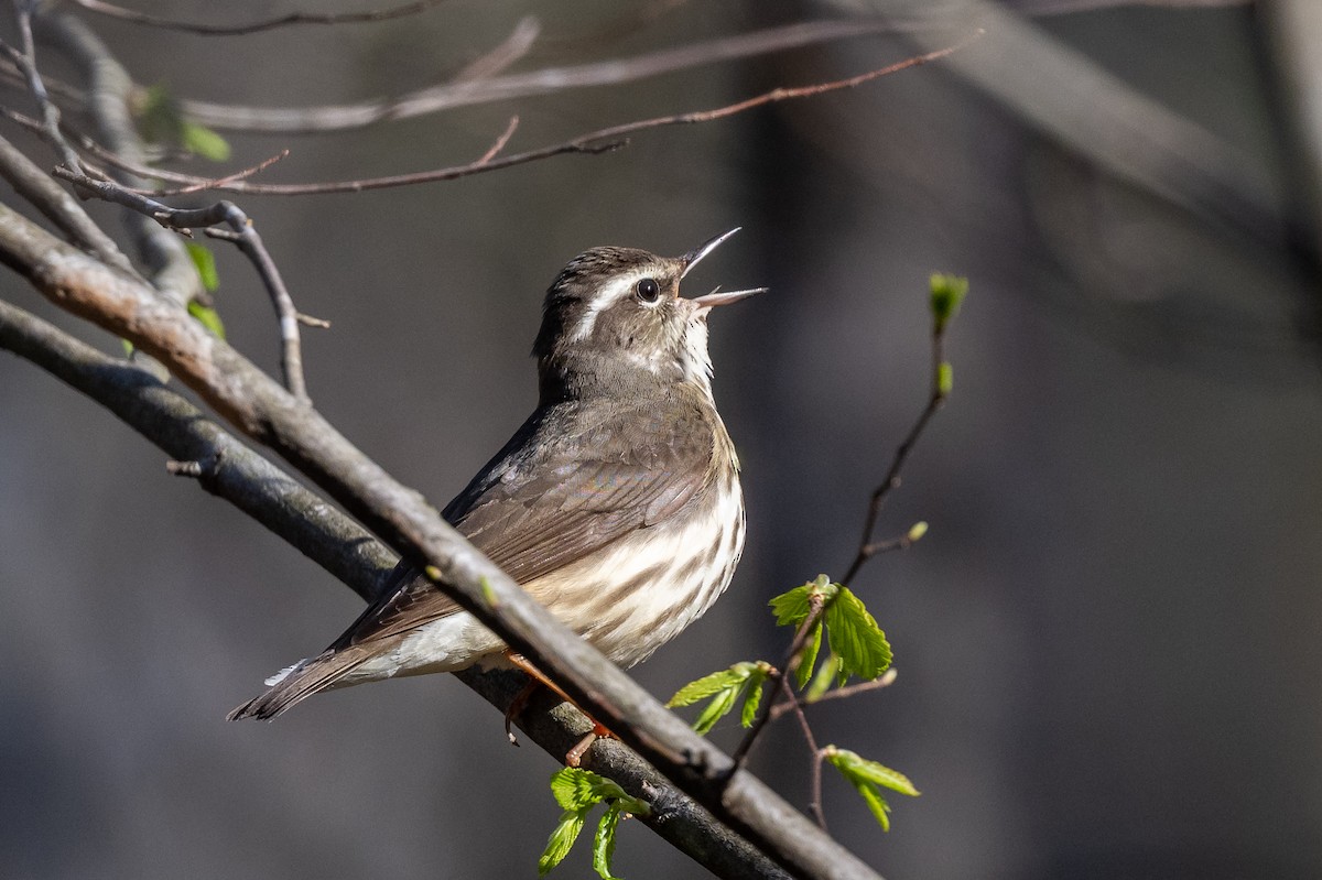 Louisiana Waterthrush - ML553200621
