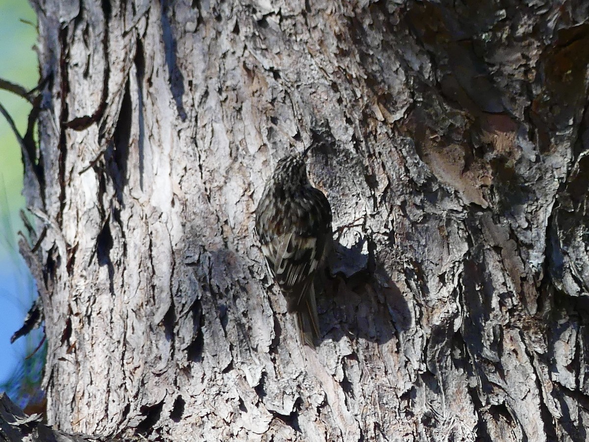 Brown Creeper - ML553200861