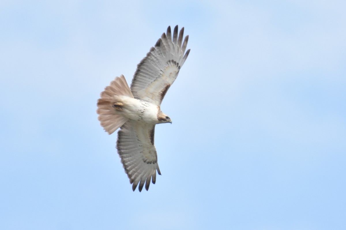 Rotschwanzbussard - ML553201091