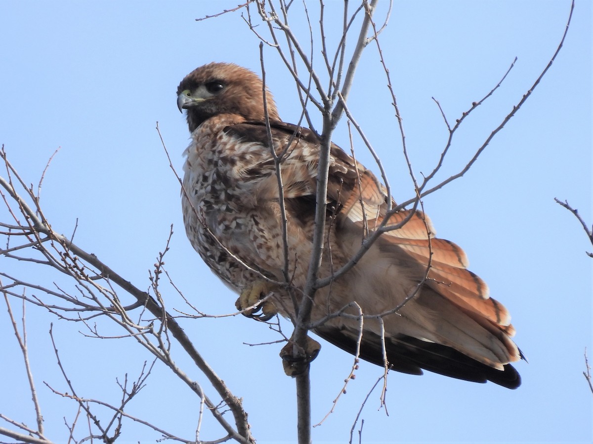 Red-tailed Hawk - ML553201201