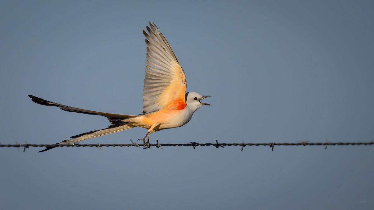 Scissor-tailed Flycatcher - Daniel Grossi