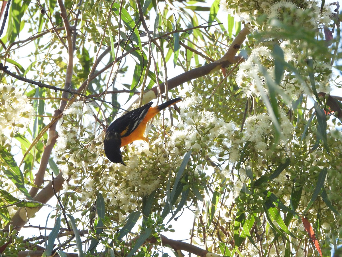 Baltimore Oriole - ML553201291