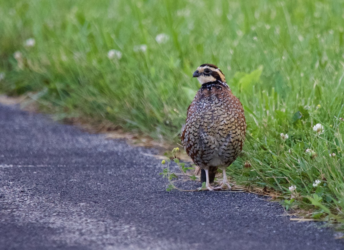 Northern Bobwhite - ML553201381