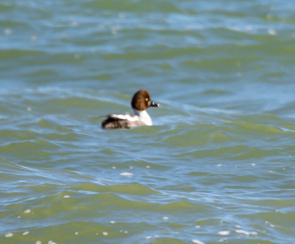 Common Goldeneye - ML553201721