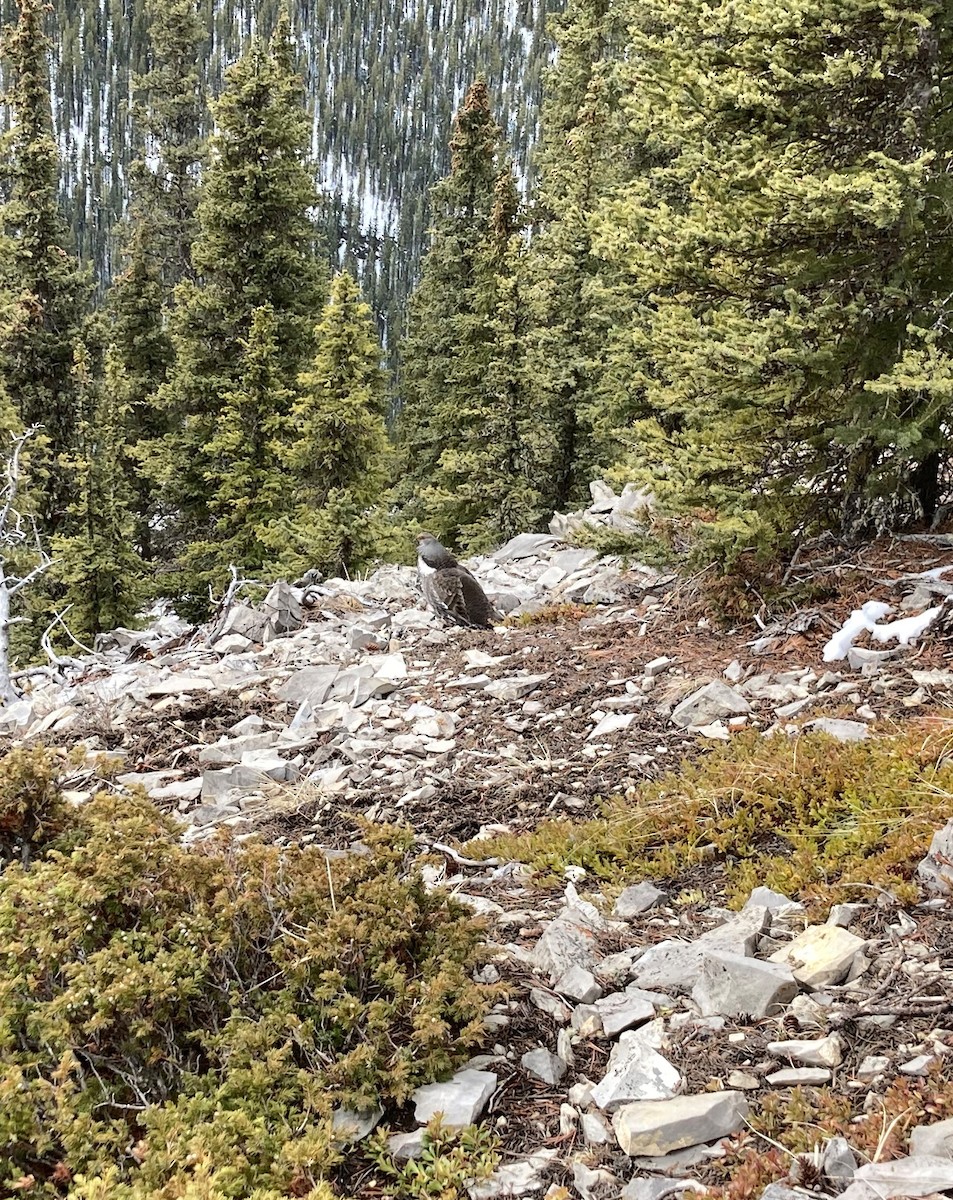 Dusky Grouse - ML553201971