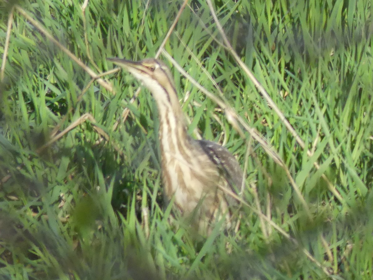 American Bittern - ML553202031