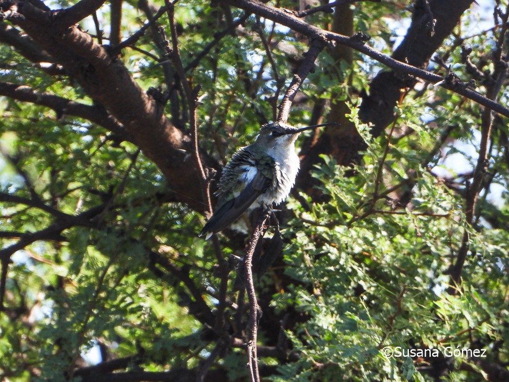 Blue-tufted Starthroat - ML553202291