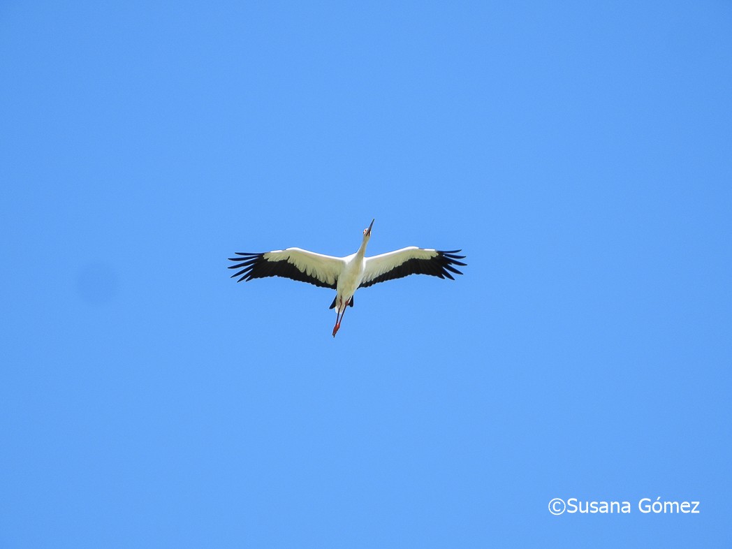 maguaristork - ML553202381