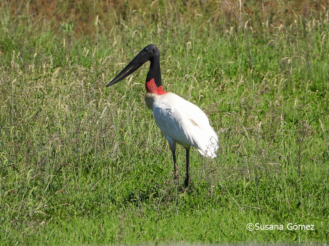 Jabiru d'Amérique - ML553202401