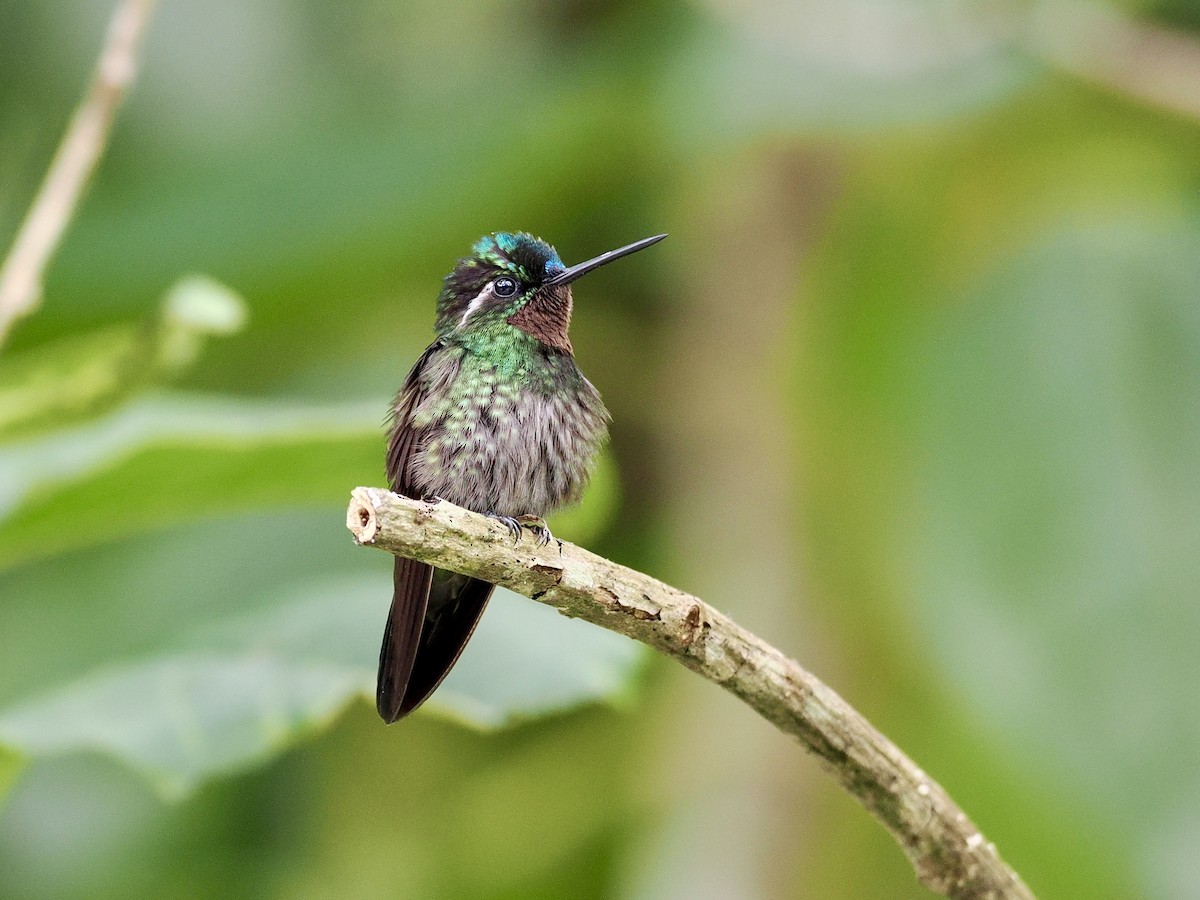 kolibřík fialovohrdlý - ML553202631