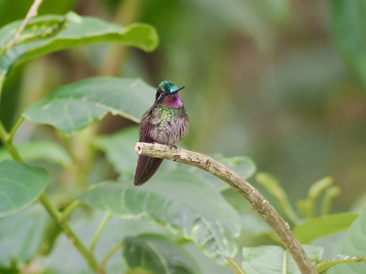 Purple-throated Mountain-gem - ML553202651